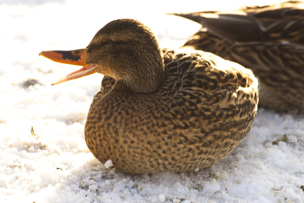на зимовке - Владимир Зырянов