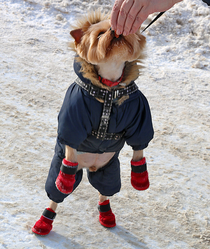 На, кушай, Юрочка... - Светлана 