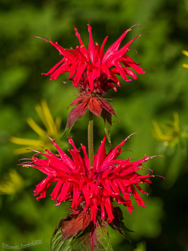 Соцветие душистой монарды. Это приятное растение я узнал совсем недавно - Николай Зиновьев