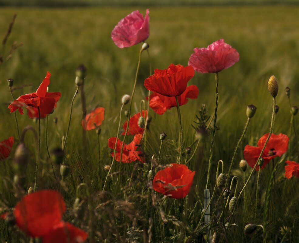 Майские маки полевые - Valziwa 