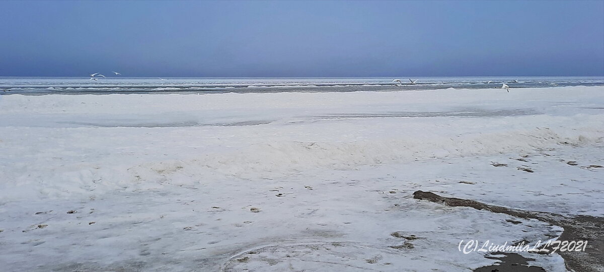 Лебеди над заливом. - Liudmila LLF