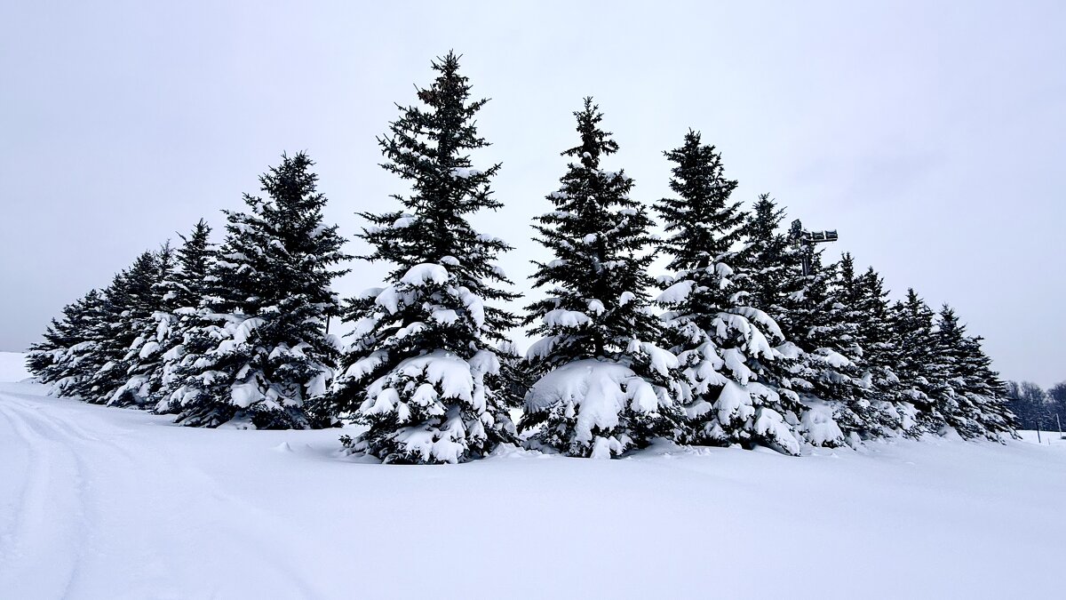 «Идеальная СнеЖность» - Арина Невская