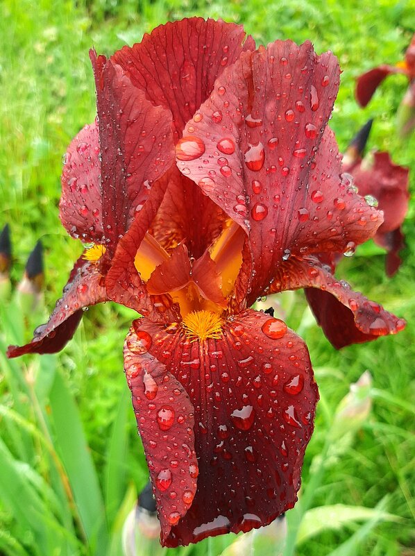 Ирис после дождя. - оля san-alondra