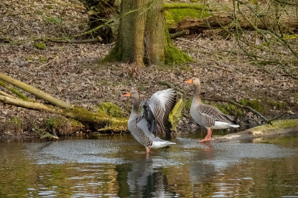 Гуси, гуси... - Николай Гирш