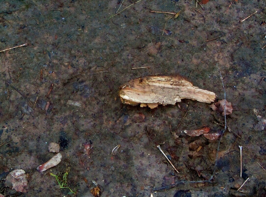 .. рыбка.. - galalog galalog