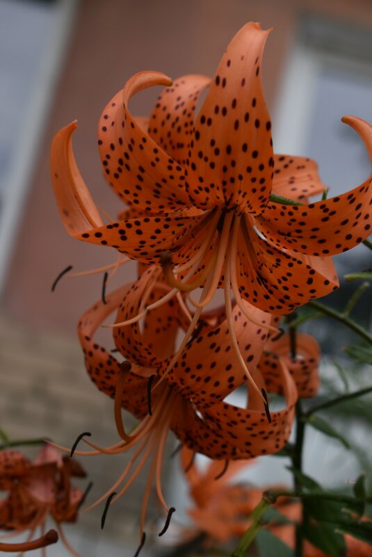 Лилия - Дарья Шуклина