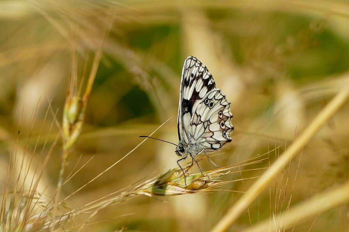 опять про бабочек...440 - Александр Прокудин
