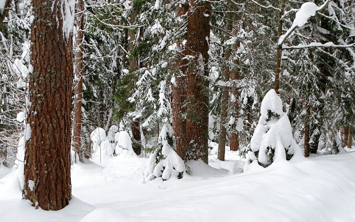 О красоте зимнего леса. - Милешкин Владимир Алексеевич 