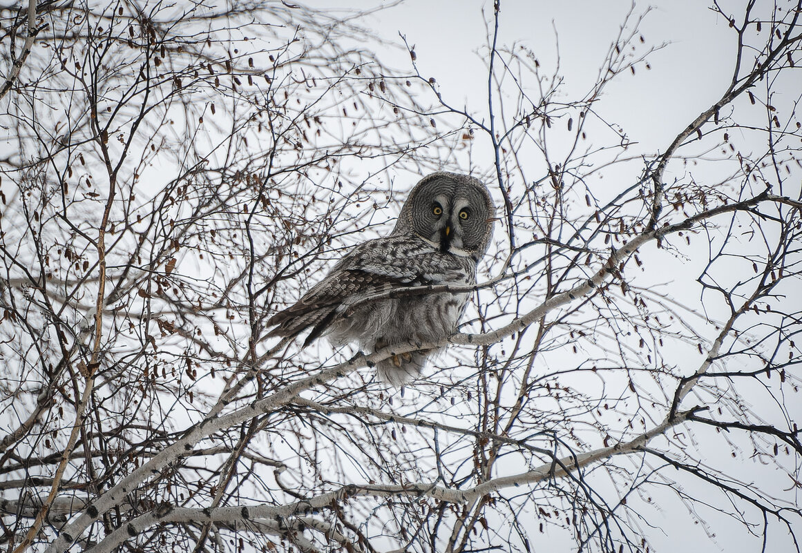 Величие зимней тишины: взгляд бородатой неясыти. - Вадим Басов