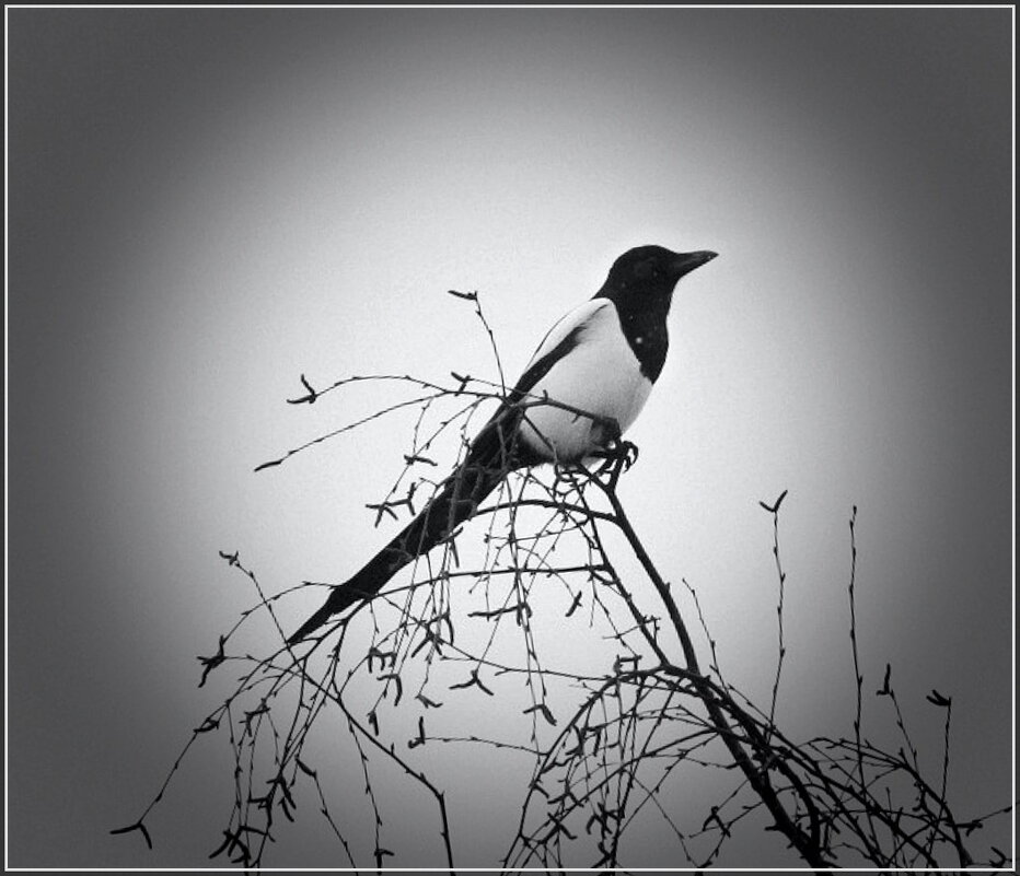 Сорока на посту. - Ольга Довженко