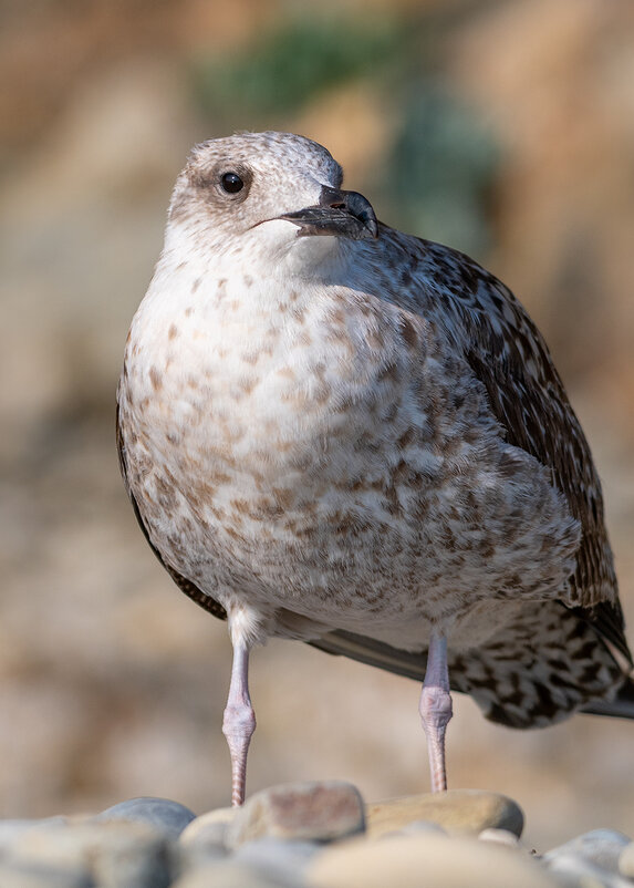 Молодая морская чайка - Владимир Лазарев