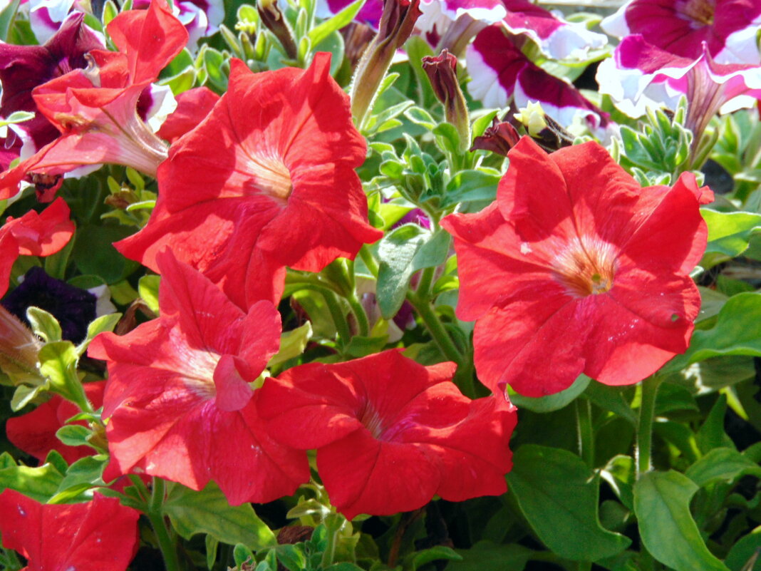 Петунья. - nadyasilyuk Вознюк