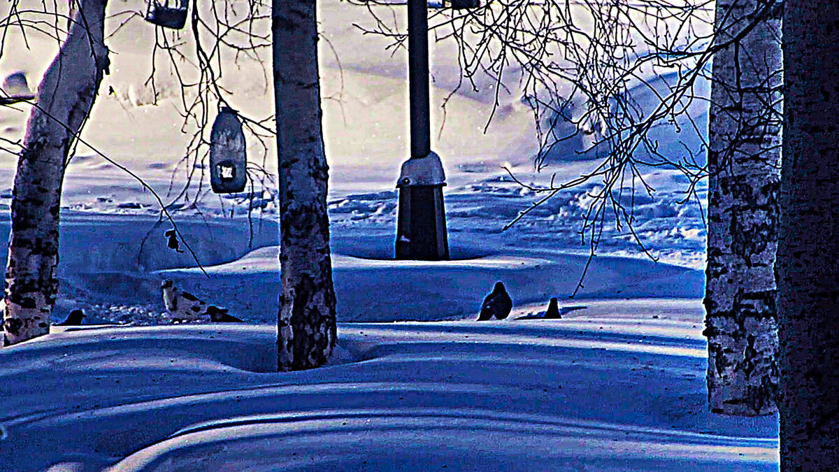 Февраль...Голуби на снегу у кормушки! - Владимир 