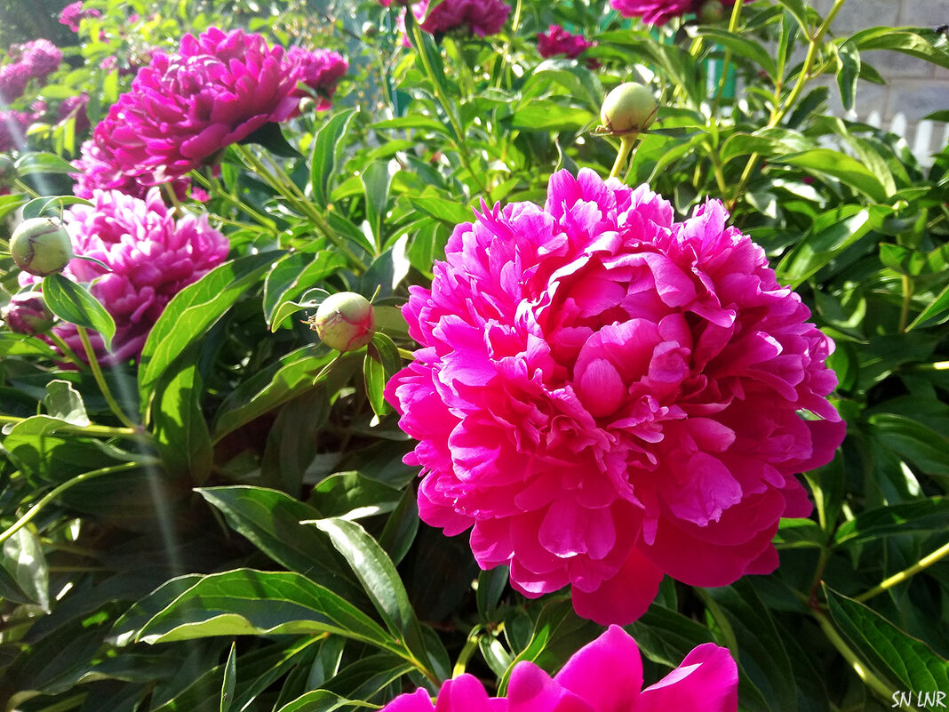 Пионы - Наталья (ShadeNataly) Мельник