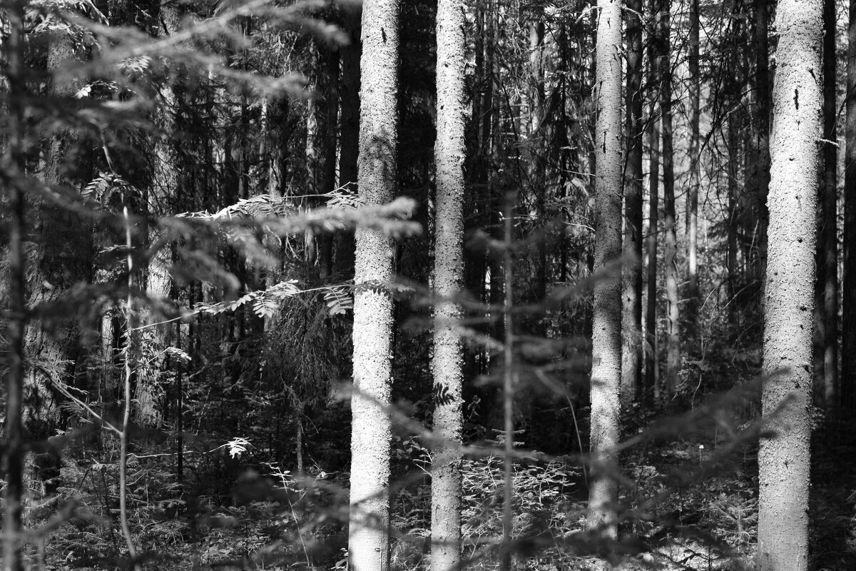 Фотография - Денис Безногов