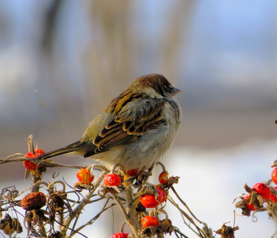 Воробышек - Лариса С.