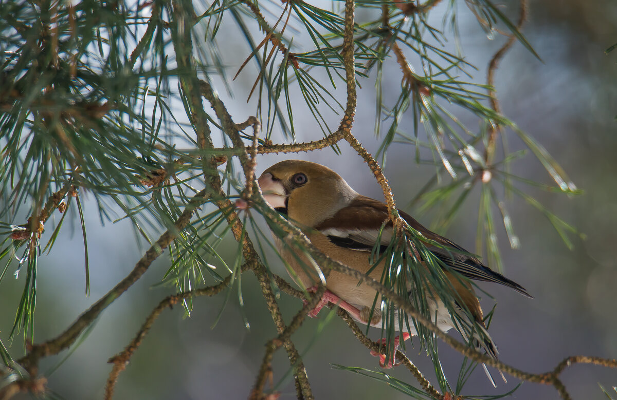 Зоркий взгляд. - Sergey (Apg)