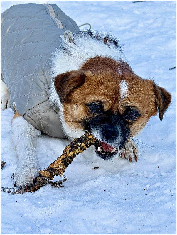Грызик на прогулке. - Валерия Комова