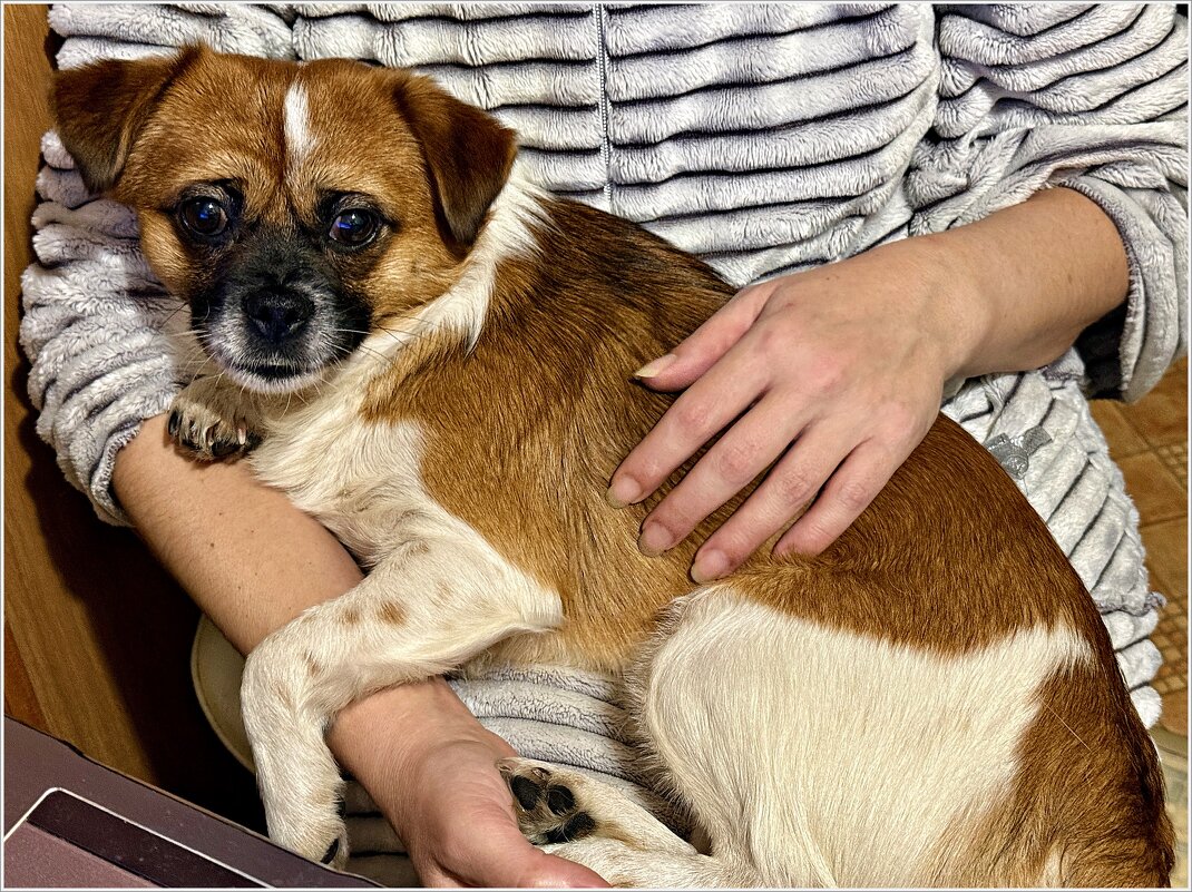 Большой любитель посидеть на ручках. - Валерия Комова