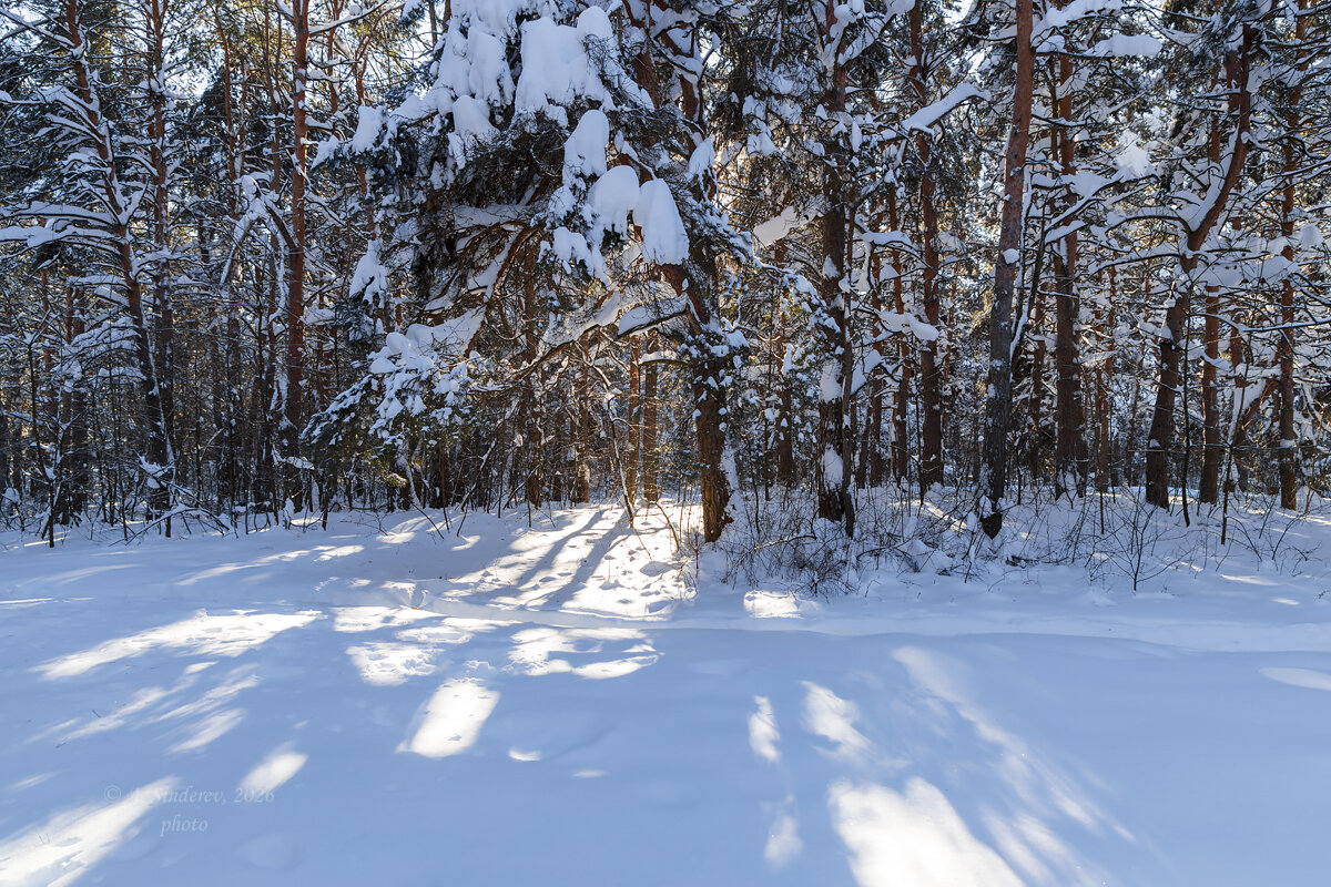 Свет и тени на зимней природе - Александр Синдерёв