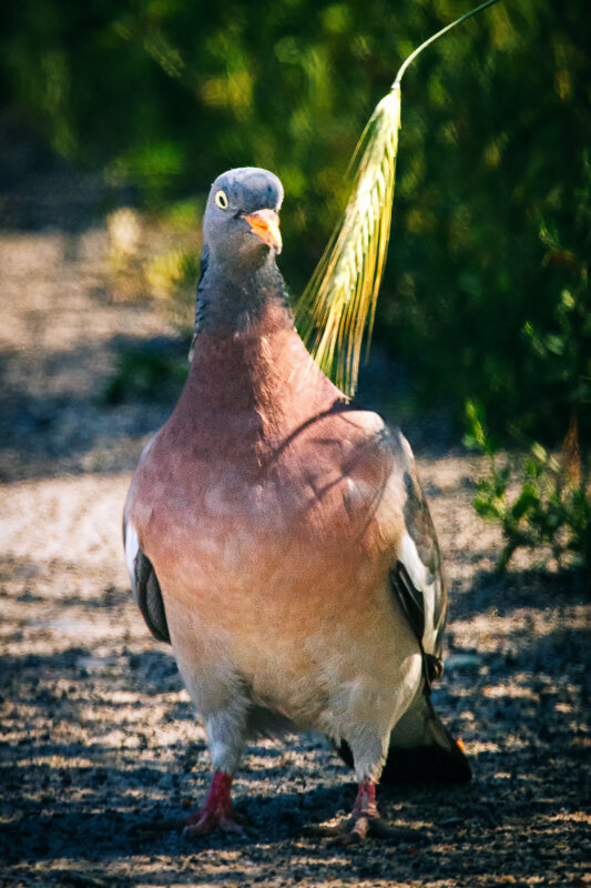 Колосок. (Вяхирь) - Георгий Кулаковский