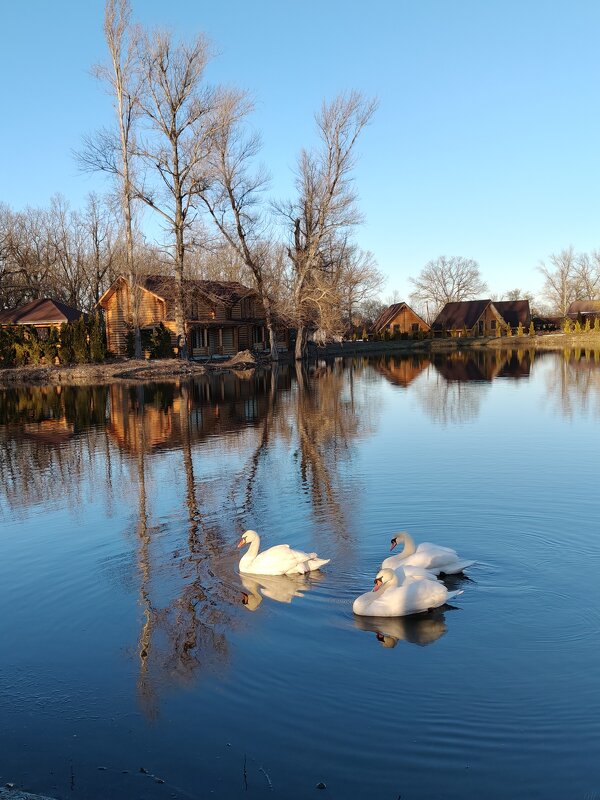 Февраль . Пруд. Лебеди... - tatyana 