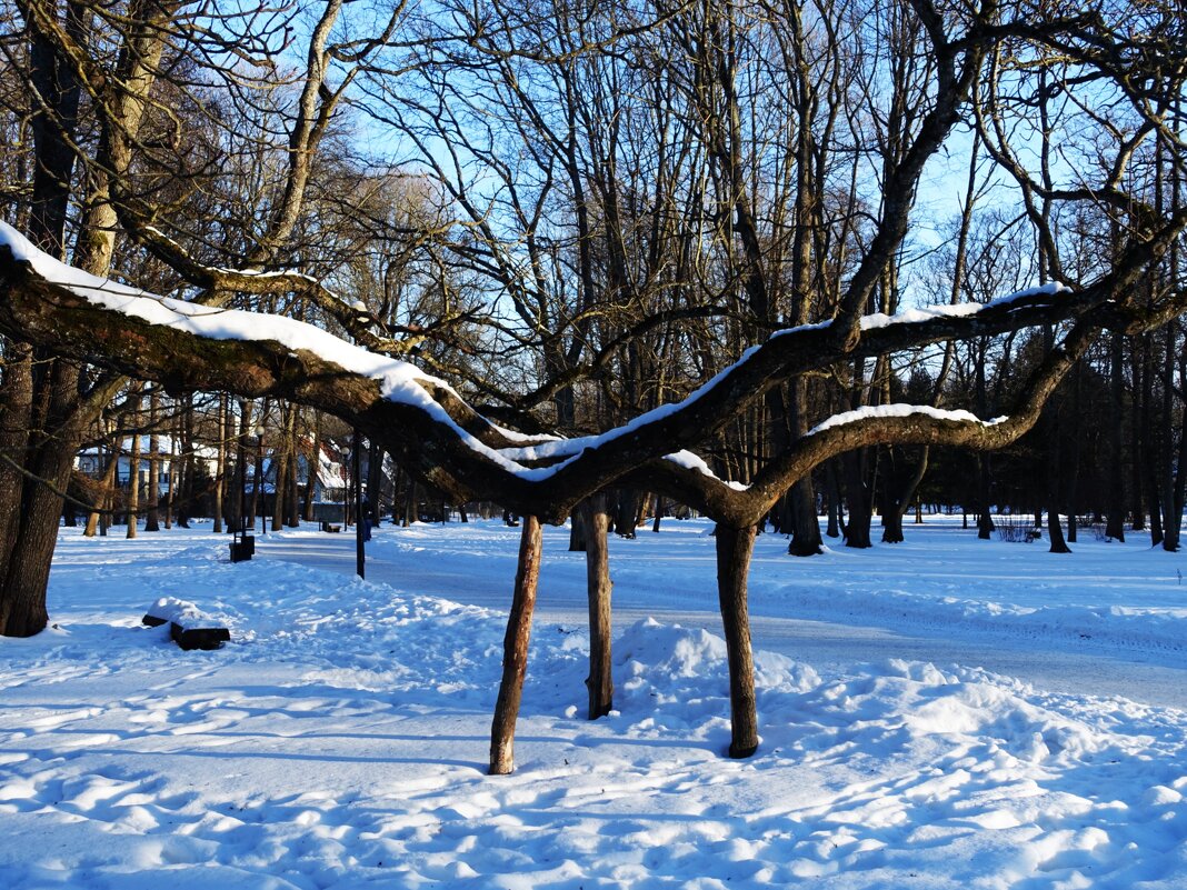 Забота о старинном дубе.. - Aida10 