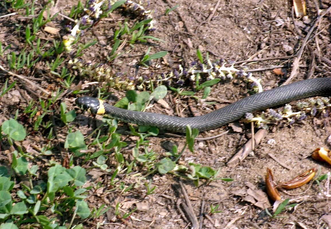 Я вас вижу! - Ирина ***