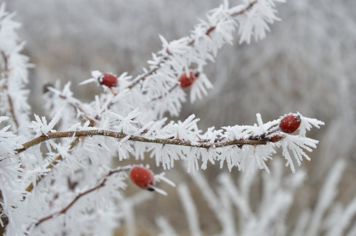Ветки шиповника в инее.. - Надежда Куркина 