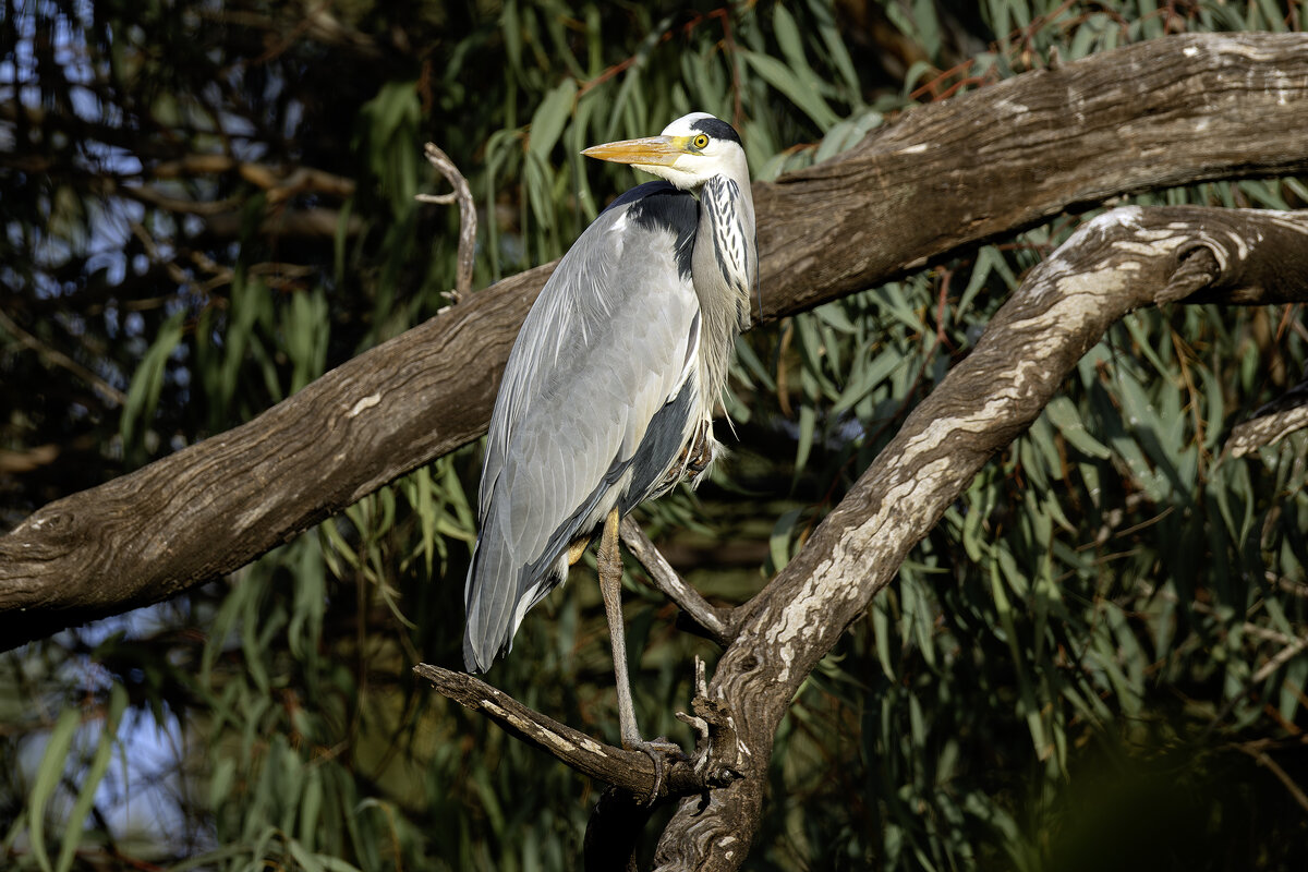 Большая серая цапля. - Alexander Amromin