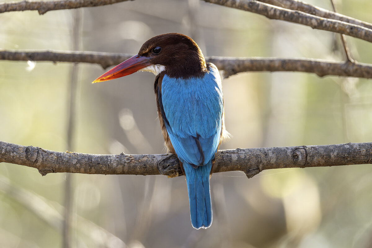 Красноклювая альциона ( Белогрудый зимородок) - Alexander Amromin