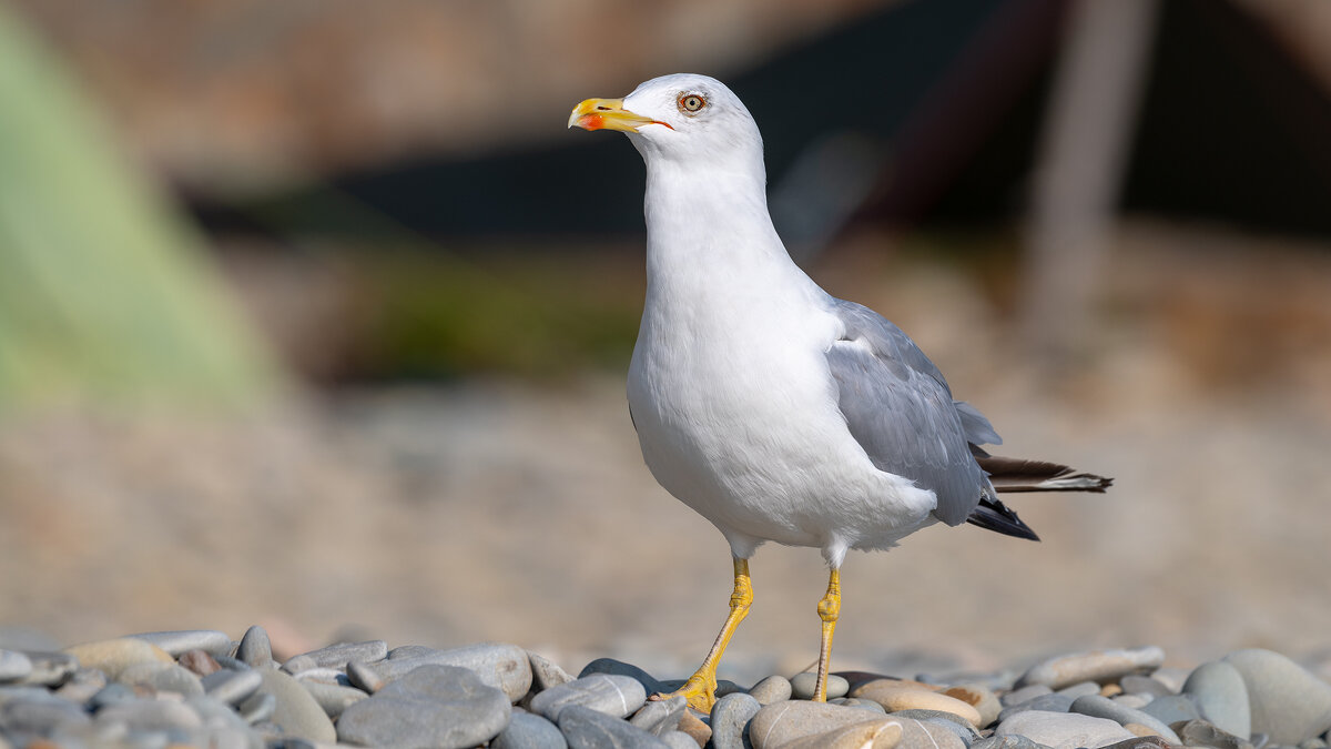 Морская чайка - Владимир Лазарев