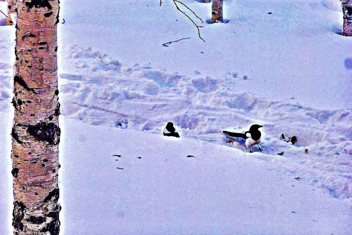 Февраль..Кумушки-сороки на снежной тропе! - Владимир 