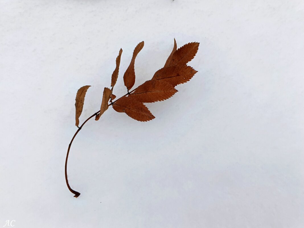 Лист осенний на снегу - Любовь Сахарова