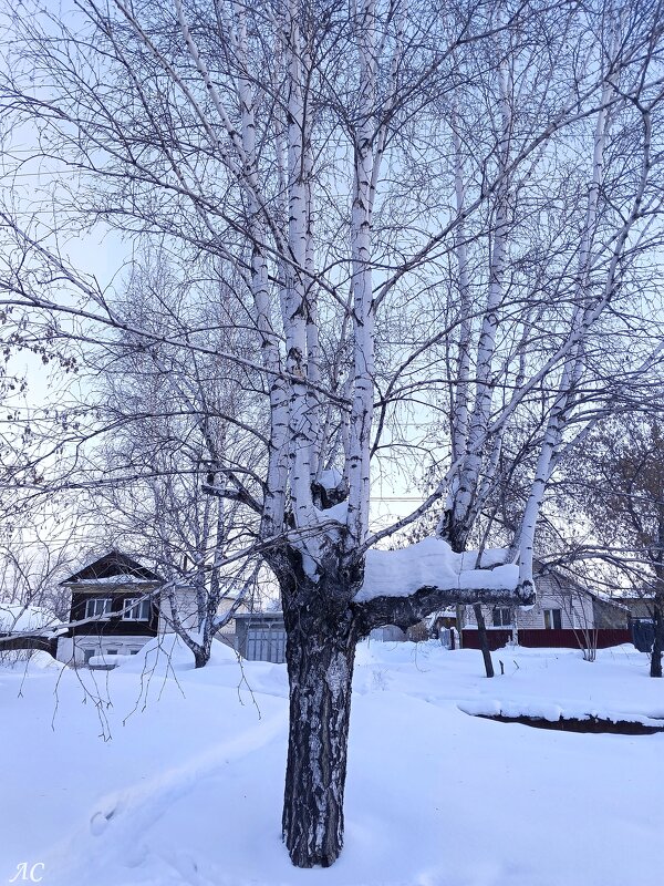 Многоствольная береза - Любовь Сахарова