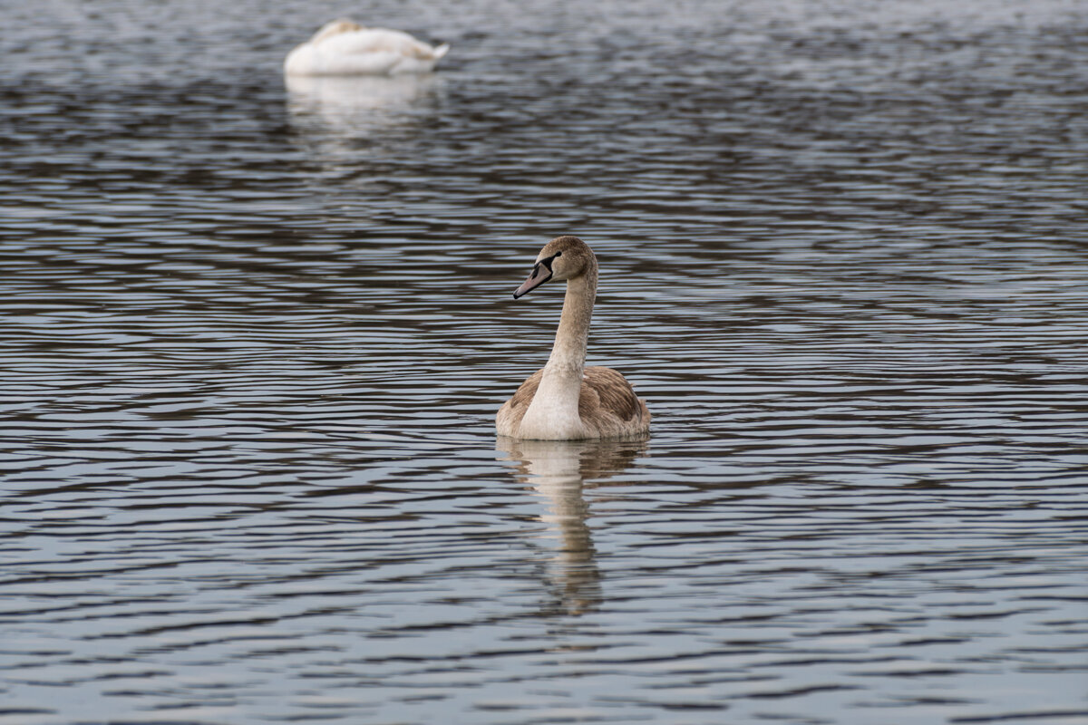 Молодой лебедь - Игорь Сикорский