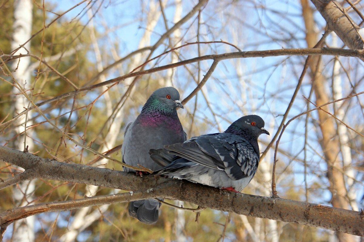 Свидание - Галина Нестратова