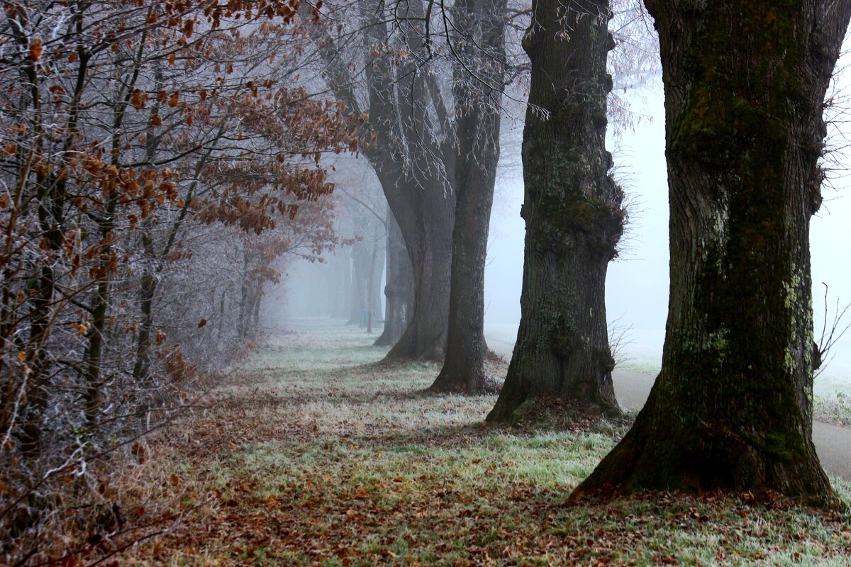Зимним утром - Юрий. Шмаков