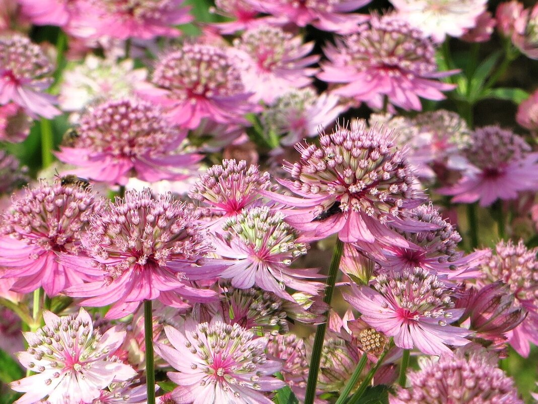 Астранция - Лариса С.