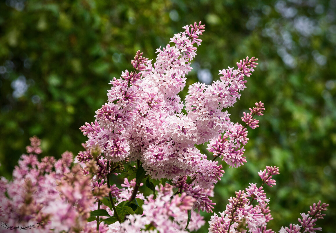 Соцветия венгерской сирени - самой морозостойкой из всех, цветет в конце июня - Николай Зиновьев