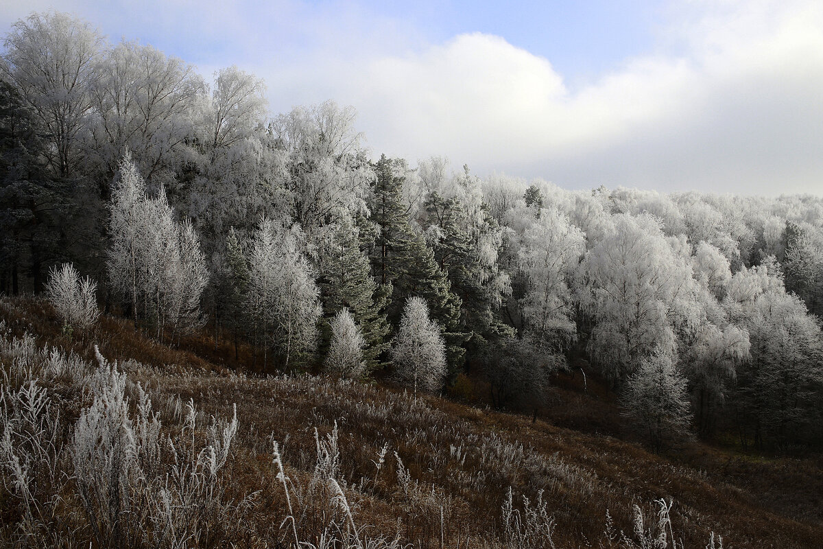 Заморозок - Владимир Гришин Заморозок - Владимир Гришин