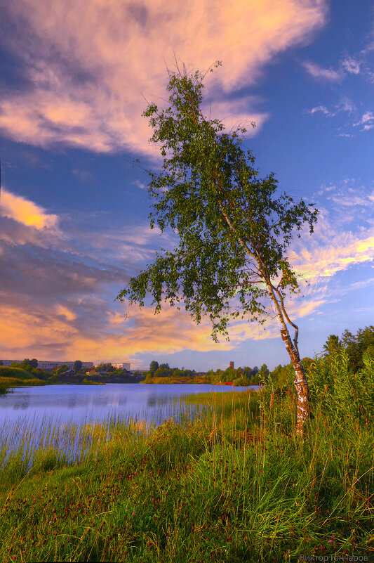 береза,Бокситогорск - Laryan1 береза,Бокситогорск - Laryan1