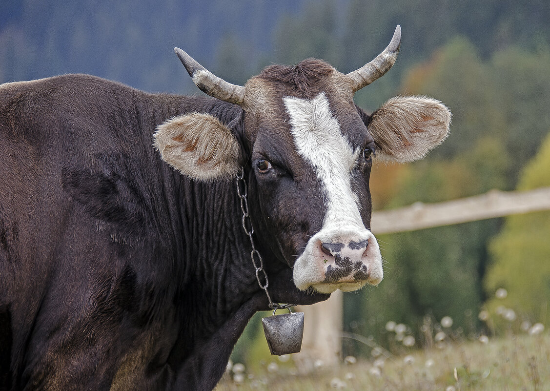 Пушистые ушки - Alexandеr P