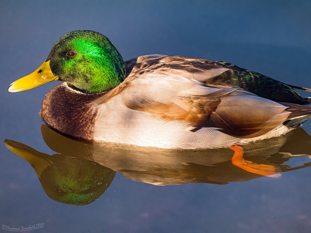 Красавец селезень на запруде реки Чибъю, парк КиО, Ухта - Николай Зиновьев