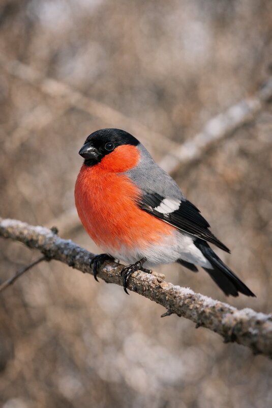 Снегирь - Евгений Анисимов
