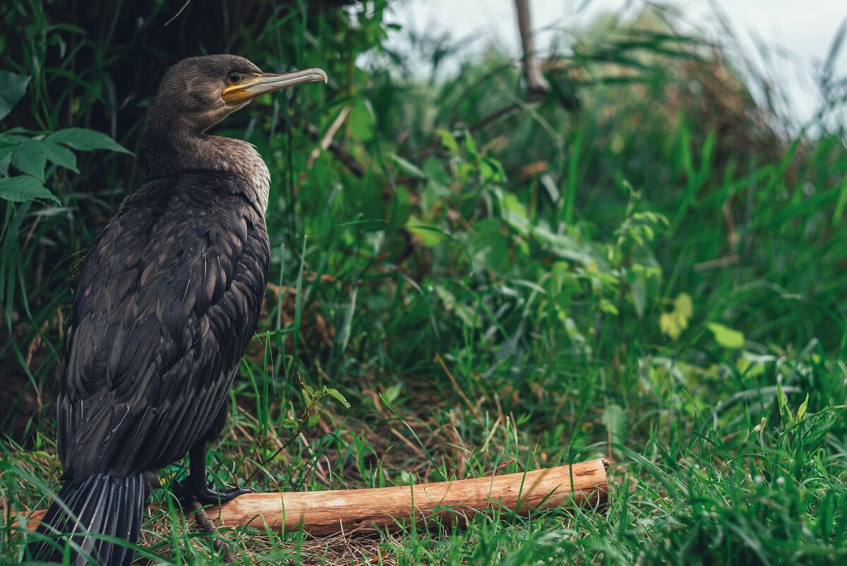 Бакланчик - Сергей В