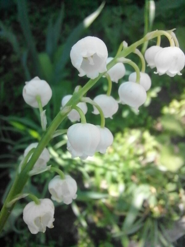 Скоро весна90 - Зоя Мишина