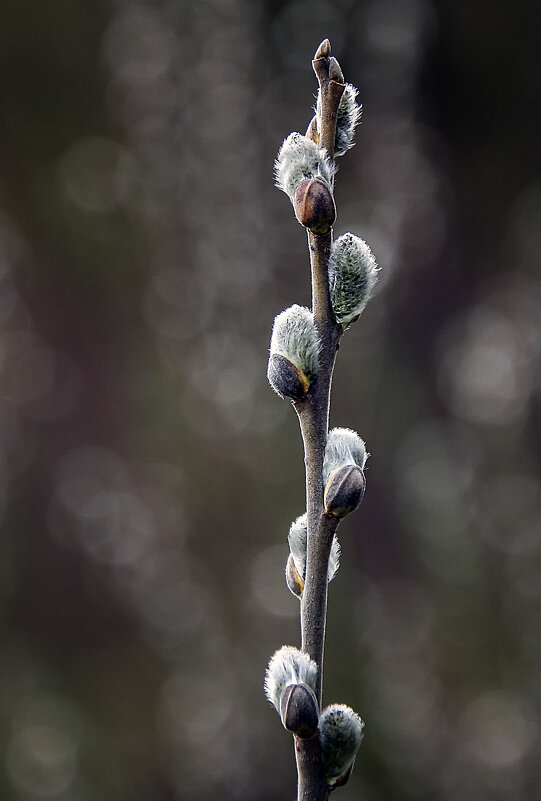 верба - Андроник Александр 