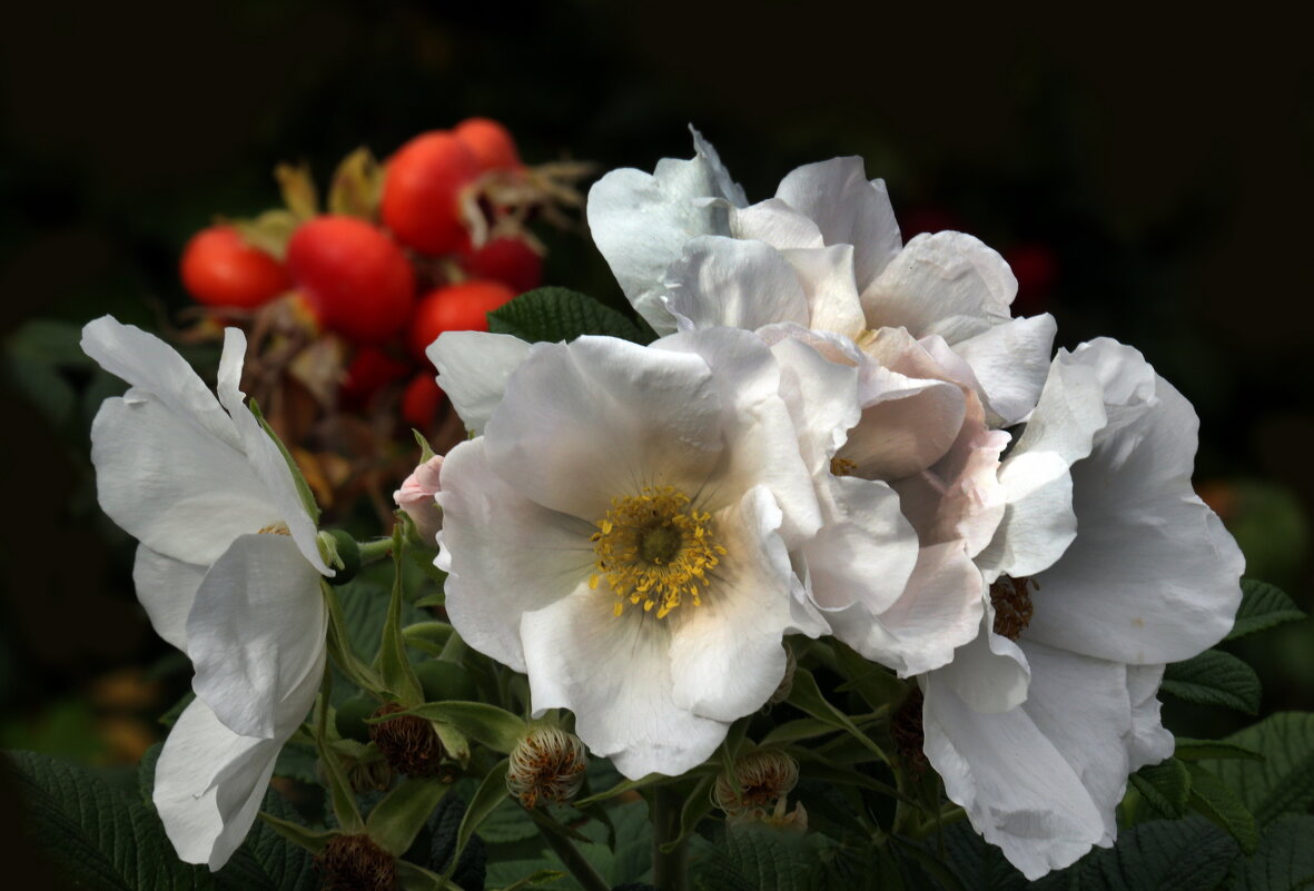 Царицыно 7 сентября - Михаил Бибичков