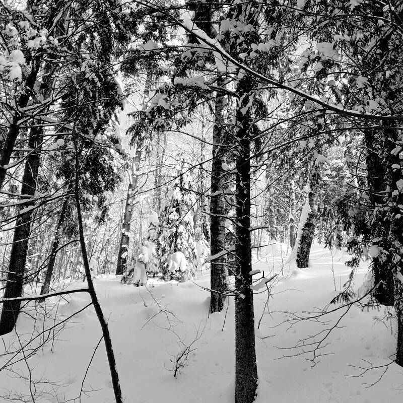 лесная фантазия - Владимир 